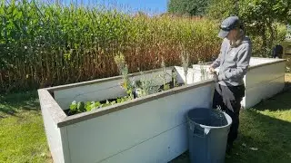 WEEDING JOB on GARDEN BOXES filled with VEGETABLES & HERBS