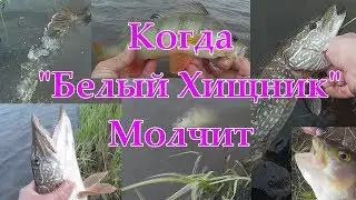 Когда   "Белый Хищник" Молчит.