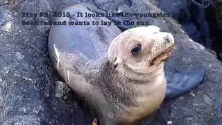 A Stranded Sea Lion Pup - The lonely, starving, and beautiful sea lion - Part 1