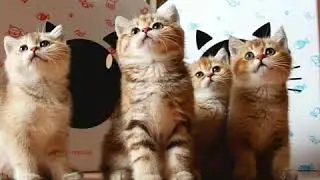 Почему котики любят коробки