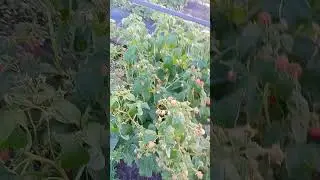 малина дельнива. плантация малины