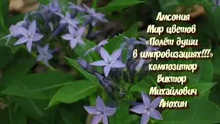 Амсония ИМПРОВИЗАЦИЯ 