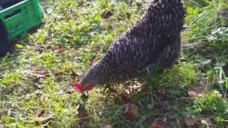 Chicken swallows whole mice!