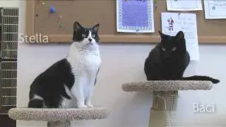 meet Stella and Baci!