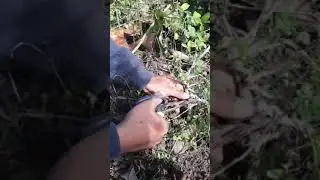 menemukan bahan bonsai yang lagi viral saat ini disemakbelukar#shortsvideo#bonsai#