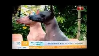 XOLO:)) ксоло дома