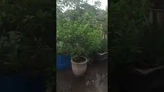 Love plants🌴#shorts #plants #viralvideo
