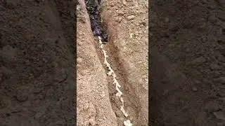 Ginger Cultivation Techniques  Planting Method  Number 2 