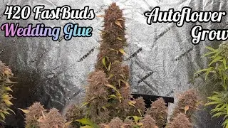 WEDDING GLUE AUTOFLOWERS READY TO HARVEST, FASTBUDS, MARS HYDRO FC-E6500 LED