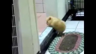 Щенок и порог