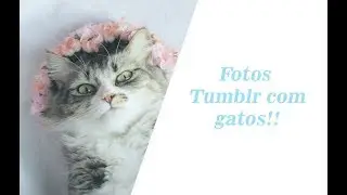 Expectativa x realidade: Fotos tumblr com gatos!!
