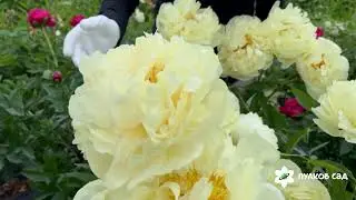 Seidl's Super Peony. Pulkovo Garden (2025)