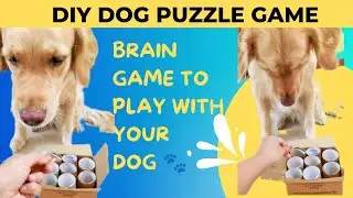 DIY fun puzzle game with my dog| Homemade brain games 🐾 @EmmatheGR #goldenretiever #funny #doglover
