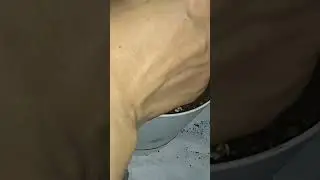 колеус Крапивка пересадка из воды