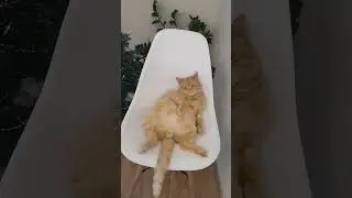 ты что без трусов? 😂 