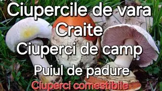 Ciuperci de vara - Craițe / Ciuperci de camp / Puiul de padure si multe altele .
