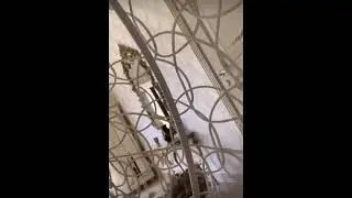 #РадимаЗармаева-хьо везаш дог делхош.