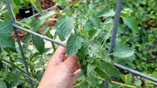 Best and cheap tomato trellis - No cage and stakes for me - Reuse every year