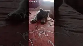 #cat #кот #оскар #котик #oskar