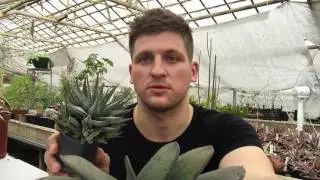 Succulents - which ones are the most popular?