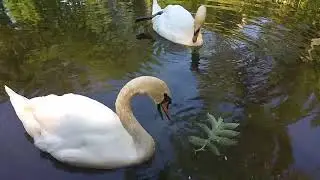 Лебеди это любят