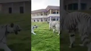 beautiful have white tiger 🐅 🐅 playing 