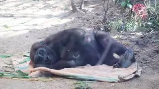 5 yrs-old Gorilla Kintaro Rests on a Jute Bag | Momotaro Family