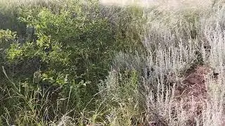 ЭХО ВОЙНЫ.