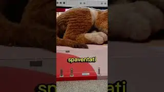 Questo gatto enorme protegge il centro commerciale🤯