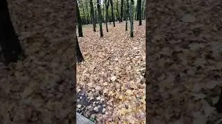 Осень в городском парке...  #путешествия