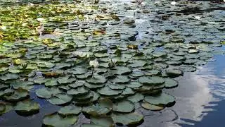 Водяная лилия  (РЕЛАКСАЦИЯ)
