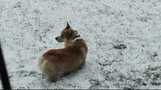 Корги Максяш возмущается из-за первого снега !!!