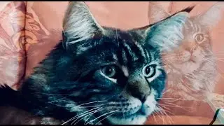 НАШИ ДРУЖНЫЕ БУДНИ # СМЕШНЫЕ ПИТОМЦЫ # КОТ И СОБАКА