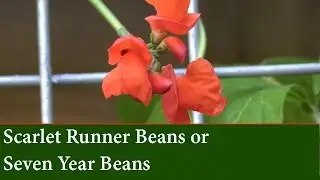 How to Grow Scarlet Runner Beans - Seven Year Beans