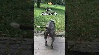 Амстафф Бой 