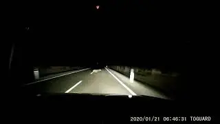 Wildschein über die Strasse
