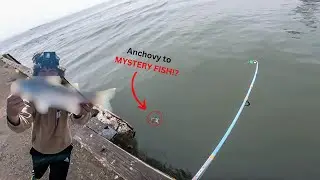 Bay Area Food Chain Fishing Challenge | SF Bay Pier Fishing