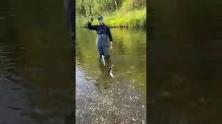 Хариусовый дуплет 🎣🐟 #shorts #grayling  #спиннинг #рыбалка #ультралайт #хариус #norstream #fishing