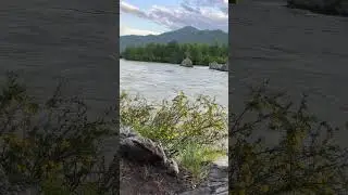 Катунь поднялась. Зубы дракона почти скрыло. #путешествия #altay #travel #nature
