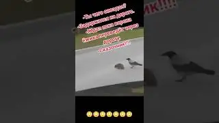 Ворона переводит ёжика через дорогу