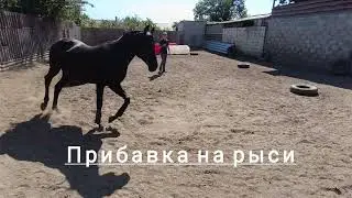 Какие команды можно давать лошади на свободе?