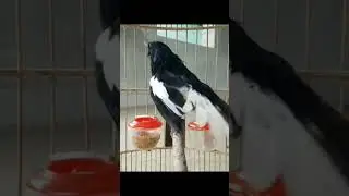 chòe than hót cực xung căng đét