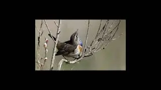 Красивые МУХОЛОВКА и ВАРАКУШКА поют
