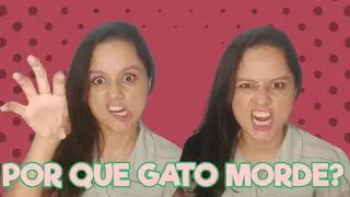 Por que Gato Morde? 😺