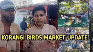 Sunday Korangi Birds Market Video Latest Price Updates Karachi Urdu, Hindi  || Love Birds Karachi ||