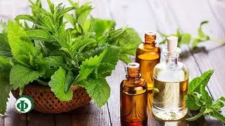 120 Мята – у неё целебный лист, чай с ней вкусен и душист!