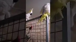 Катя и Ваня