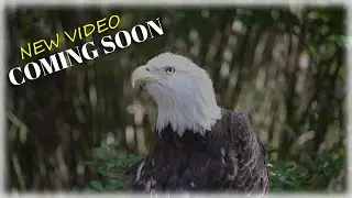 Wild Florida at Jacksonville Zoo Preview