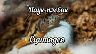 ЭТОТ ПАУК СТРЕЛЯЕТ ПАУТИНОЙ ИЗО РТА! СЦИТОДЕС БОЛЬШЕГРУДЫЙ, ИЛИ SCYTODES THORACICA