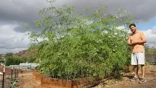 Growing Moringa: Intensive Moringa Cultivation - 6 Month Update